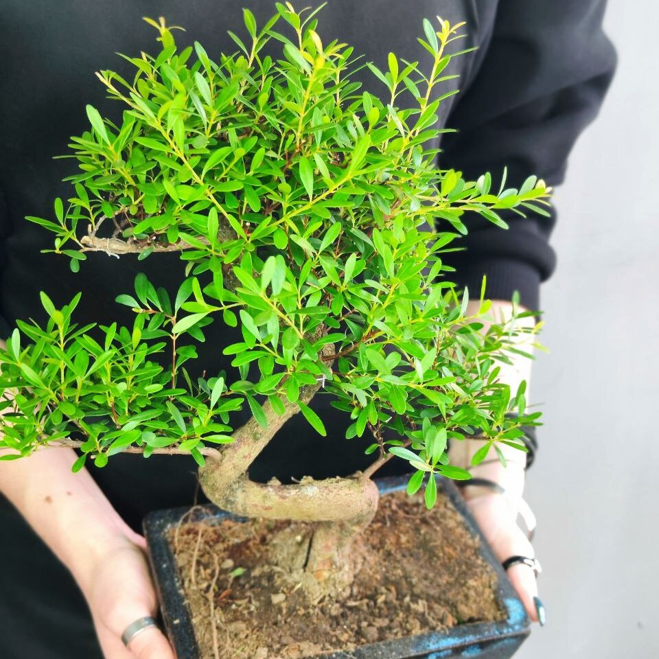 Бонсай Мирт (Bonsai Myrtus)