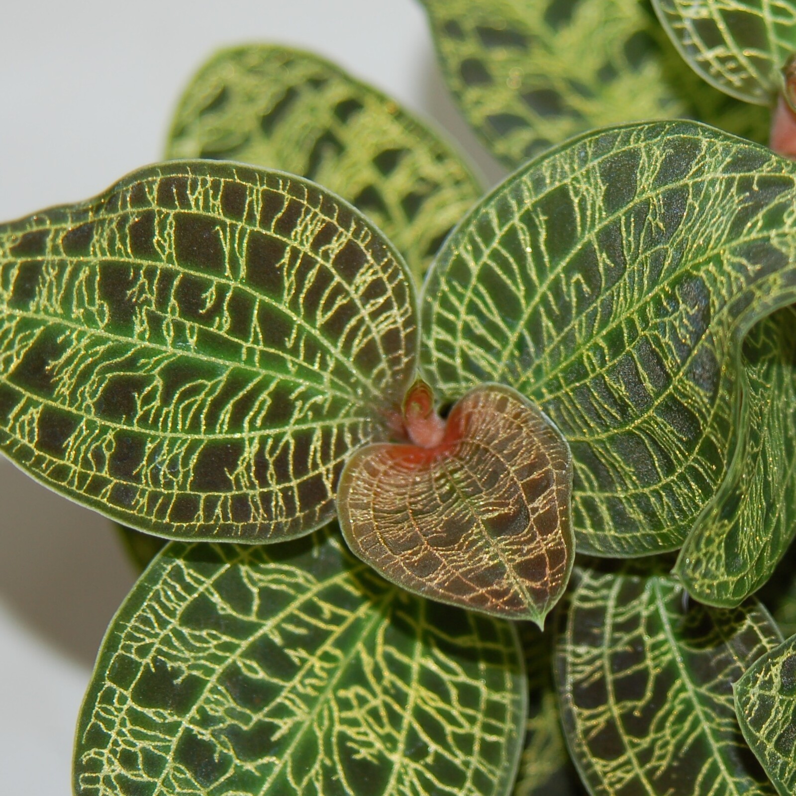 Орхидея Макодес Питола (Macodes Petola) D6см