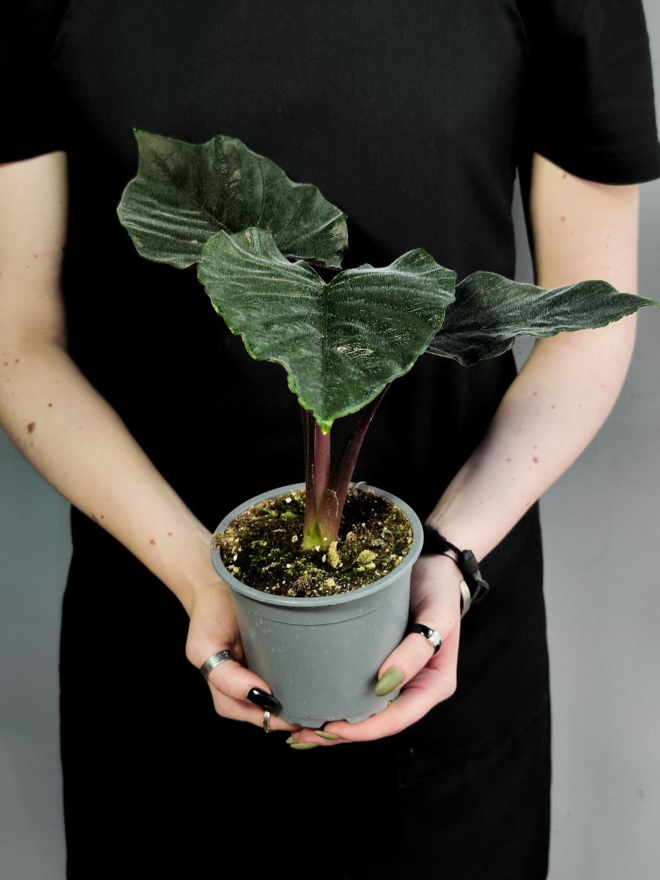 Алоказия Анторо Вельвет (Alocasia Antoro Velvet) D12см