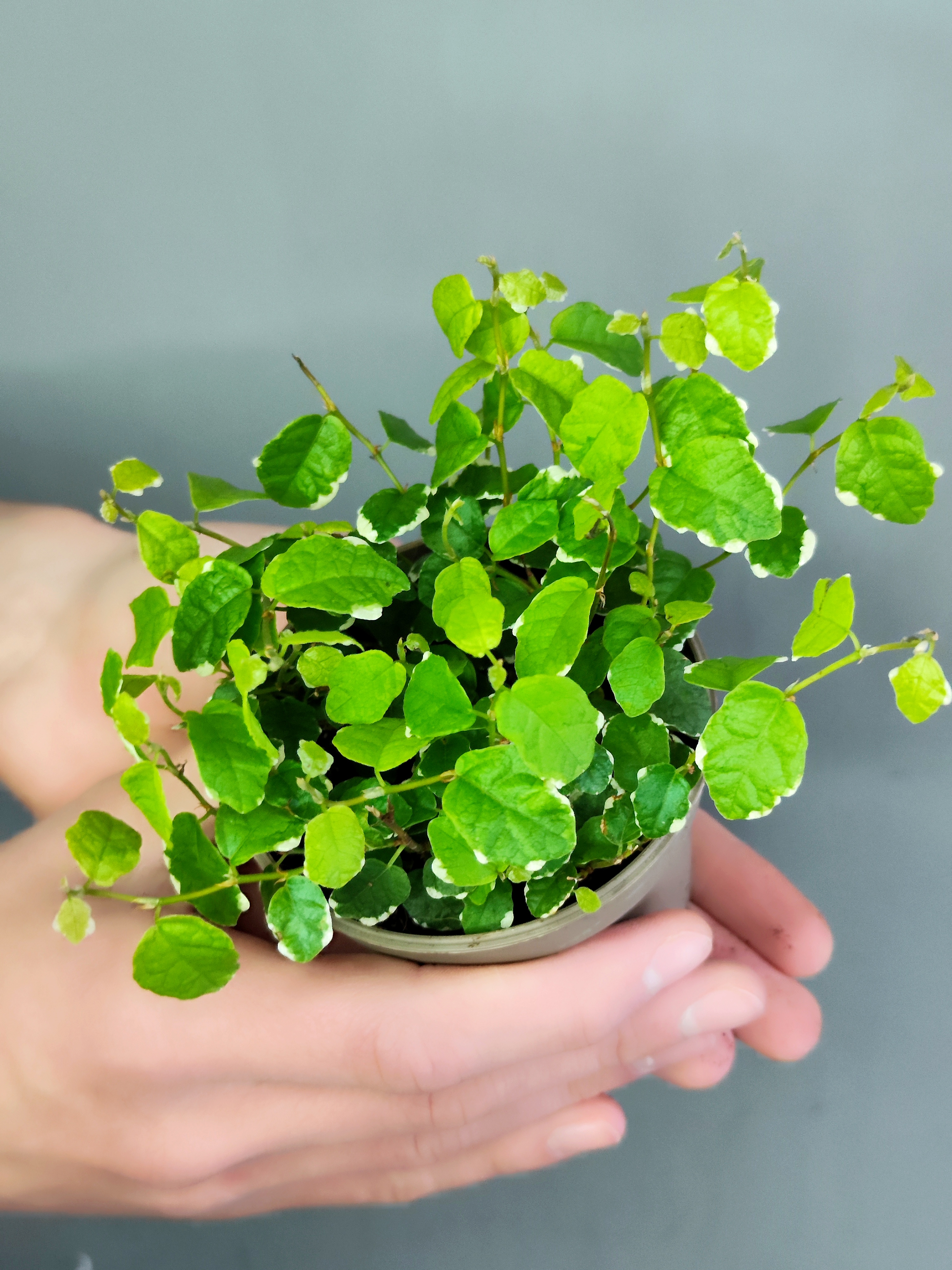 Фикус Пумила Уайт Санни (Ficus Pumila White Sunny) D9см