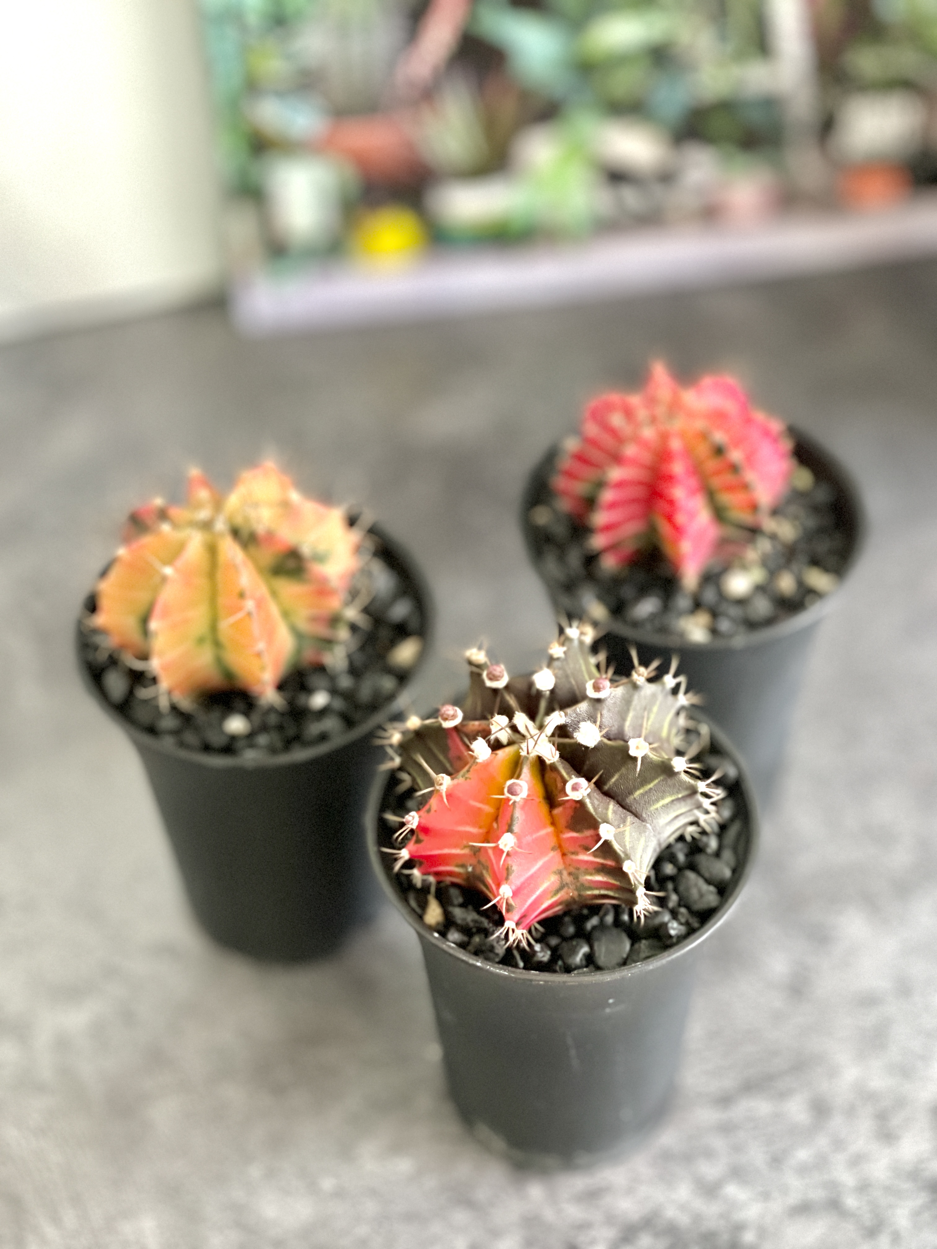 Кактус Гимнокалициум Михановича Вариегатный (Gymnocalycium Mihanovichii Variegata) D7см