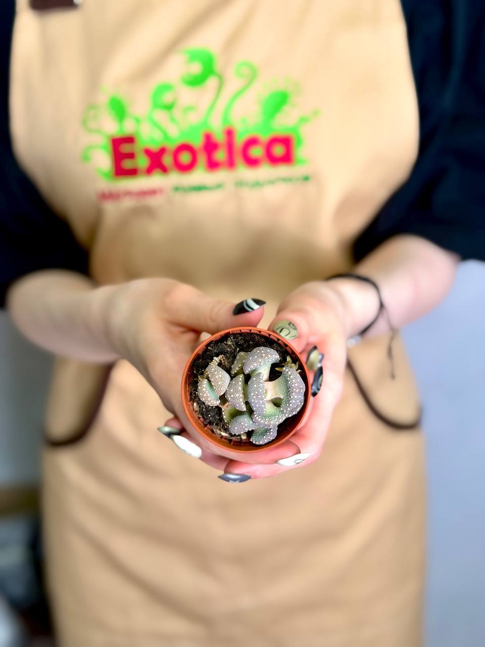 Титанопсис Примоси (Titanopsis Primosii) D5см