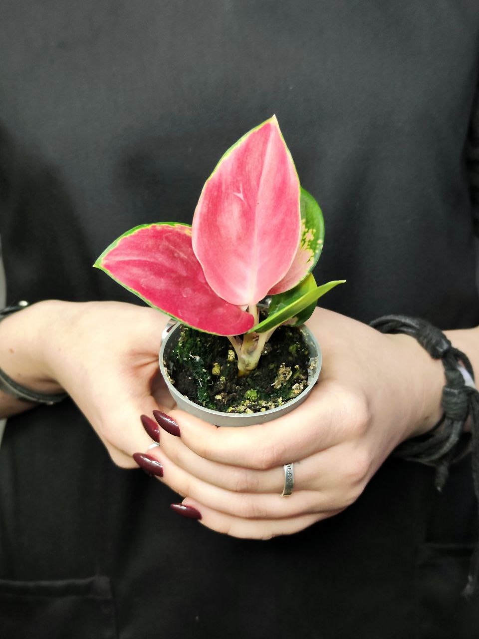 Аглаонема Красный Дракон (Aglaonema Red Dragon) D6см