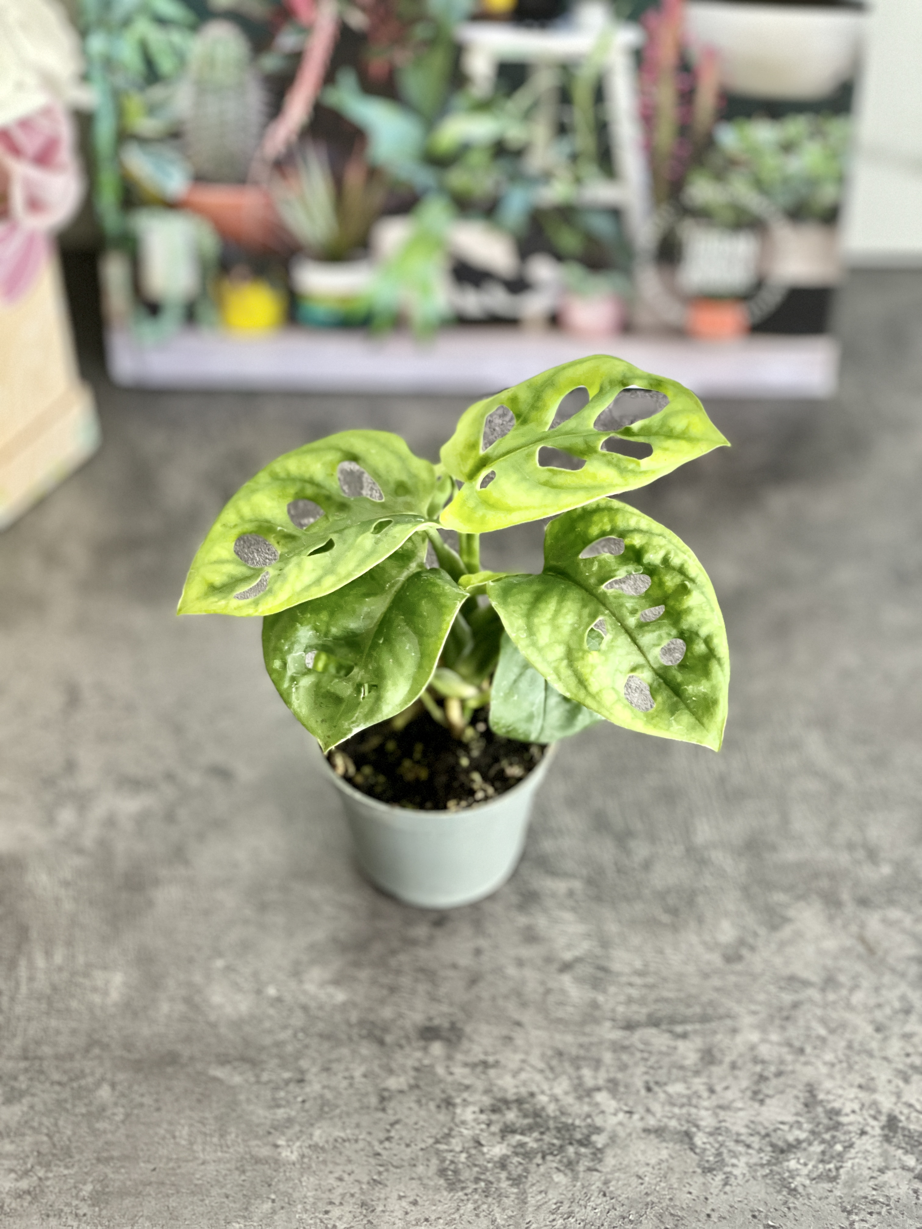 Монстера Адансона (Monstera Adansonii) D6см