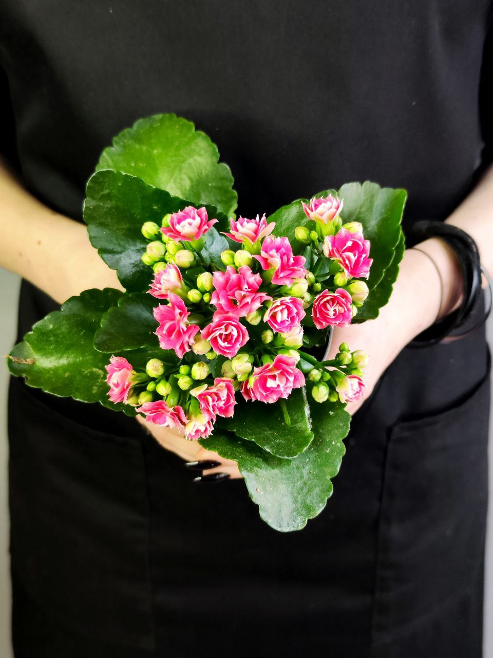 Каланхоэ Розалина Розовато - Белая (Kalanchoe Rosalina White Pink) D9см