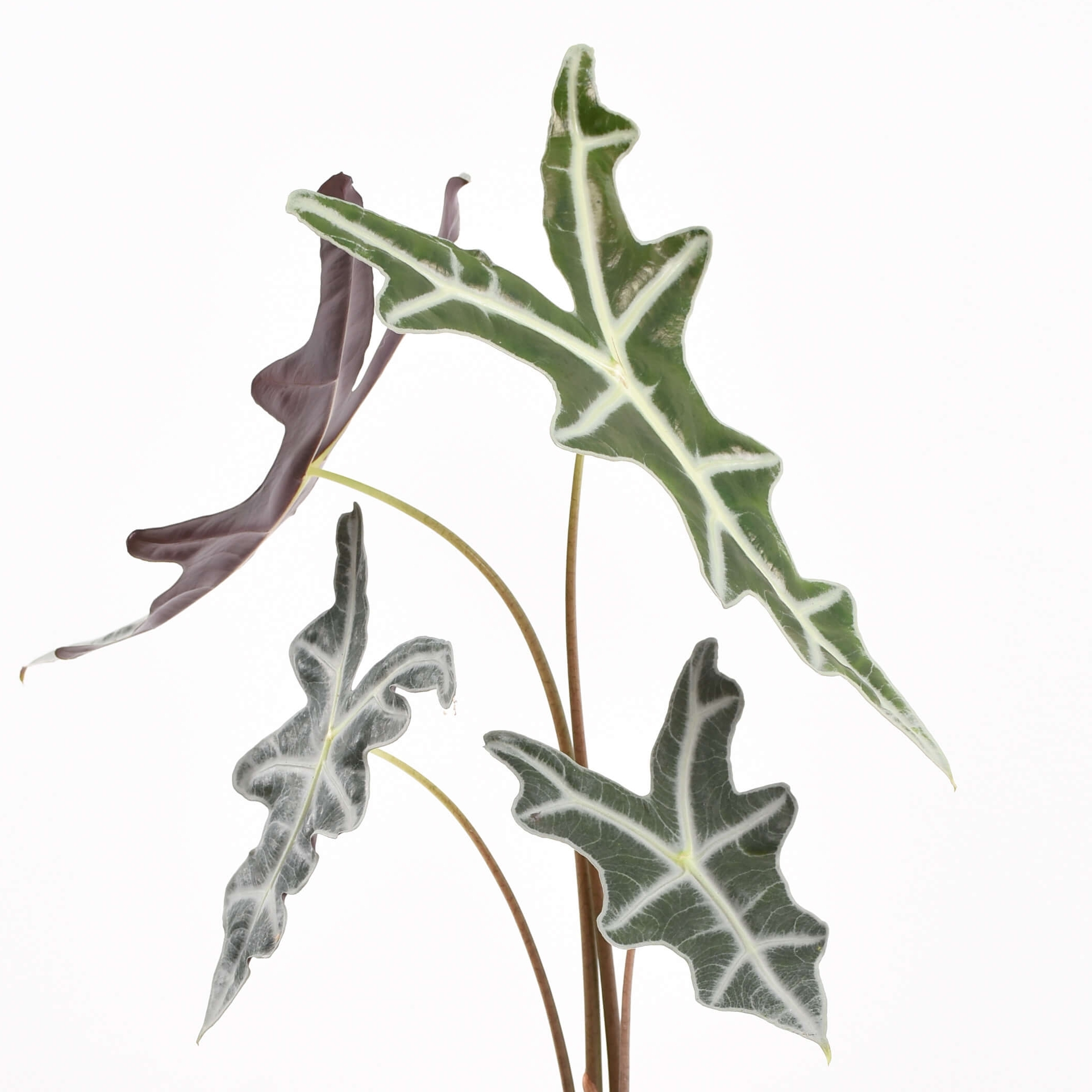 Алоказия Нобилис (Alocasia Sanderiana Nobilis) D10см