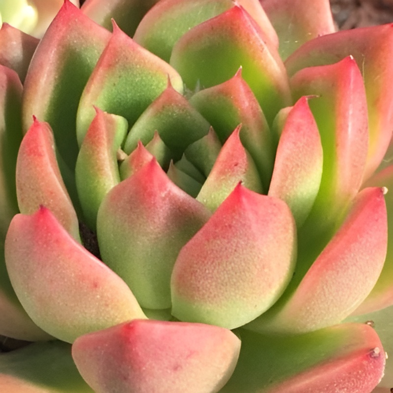 Эхеверия Гилва Ред (Echeveria Gilva Red) D5см