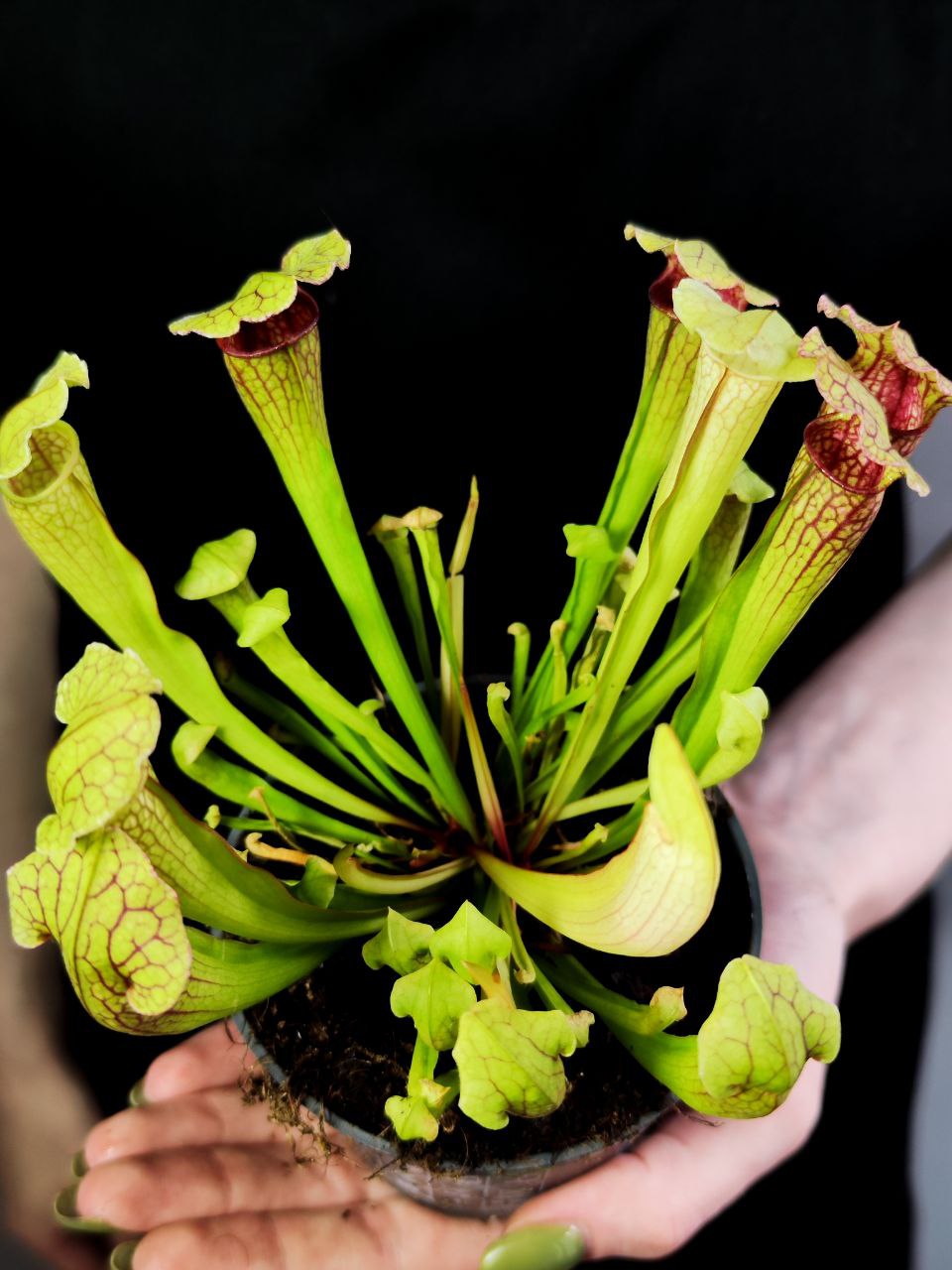 Саррацения Фиона (Sarracenia Philadelphia) D9см