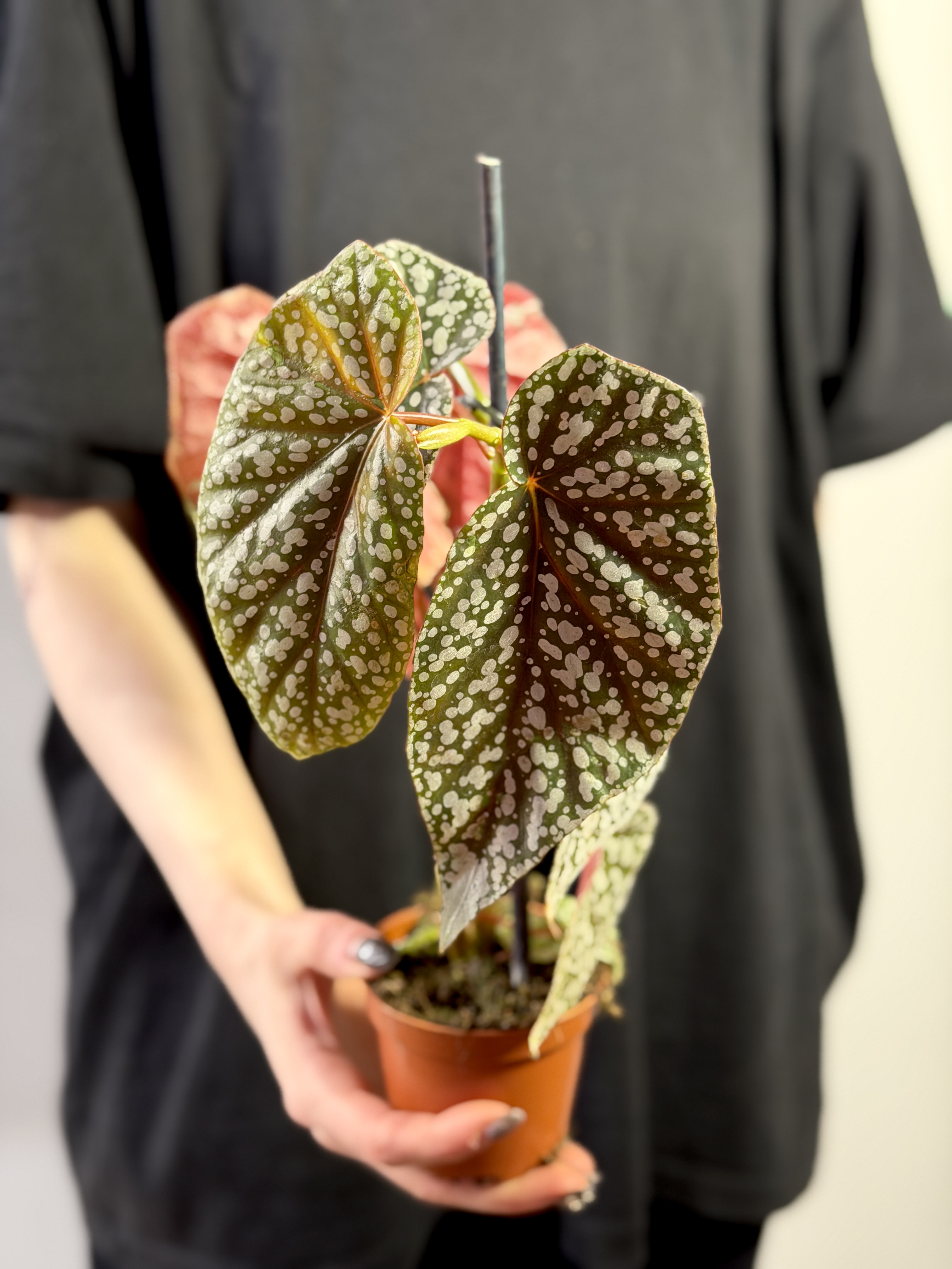 Бегония Сноу Кап (Begonia Snowcap) D8см