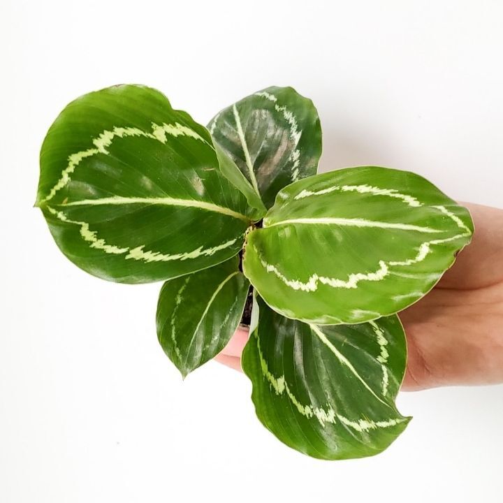 Калатея Розеопикта Грин (Calathea Roseopicta Green) D6см