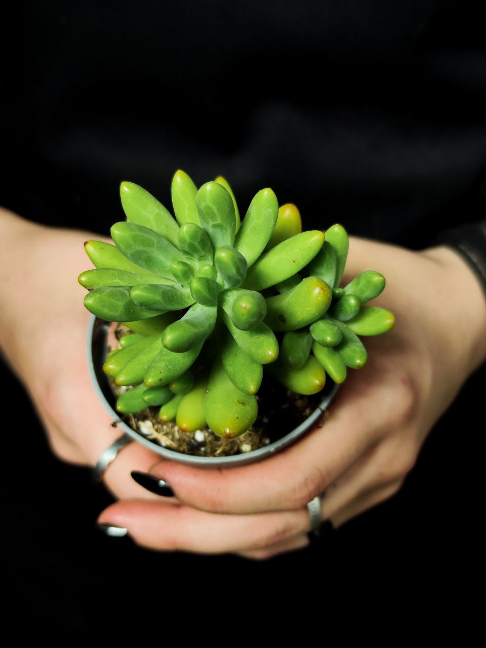Седум Пахифиллюм (Sedum Pachyphyllum) D6,5см