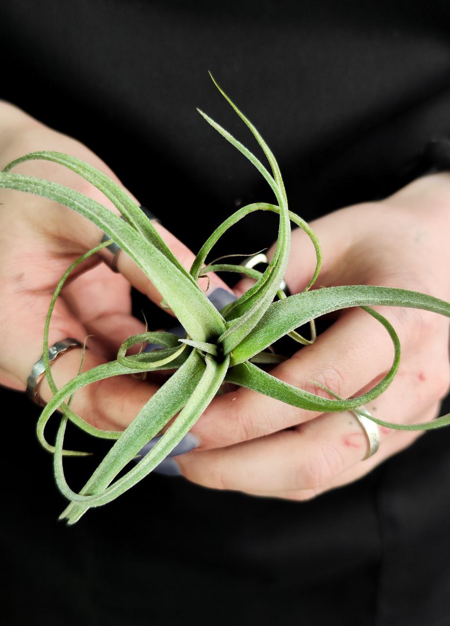 Тилландсия Курли Слим Мини (Tillandsia Сurly Slim)