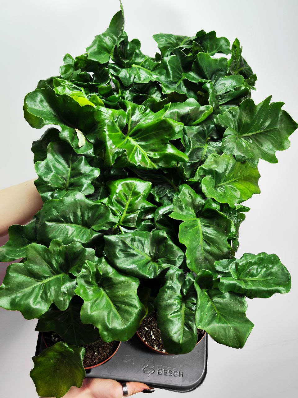 Филодендрон Атом (Philodendron Atom) D12см