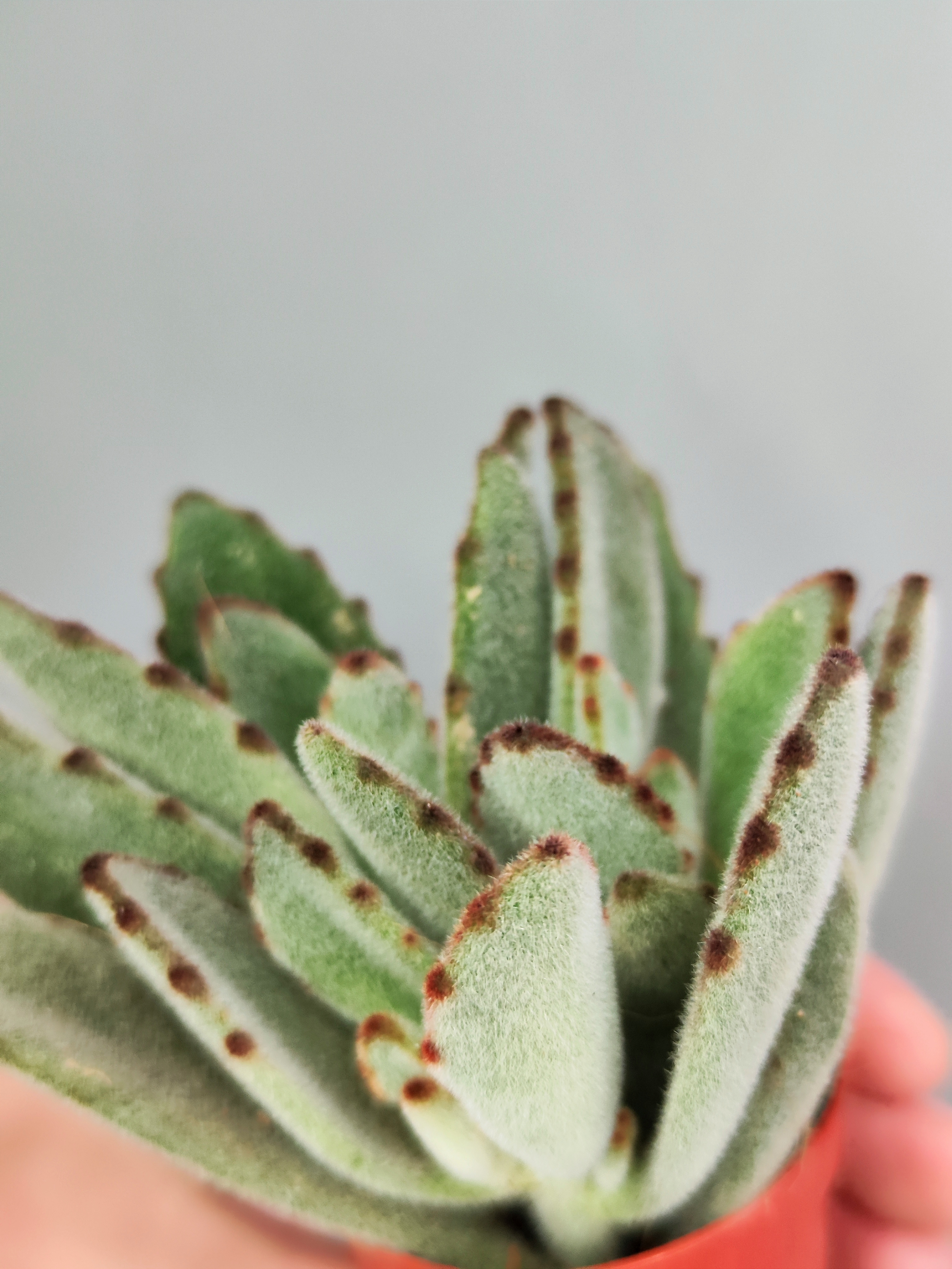 Каланхоэ Томентоза Лайт, или Войлочное (Kalanchoe Tomentosa Light) D5см