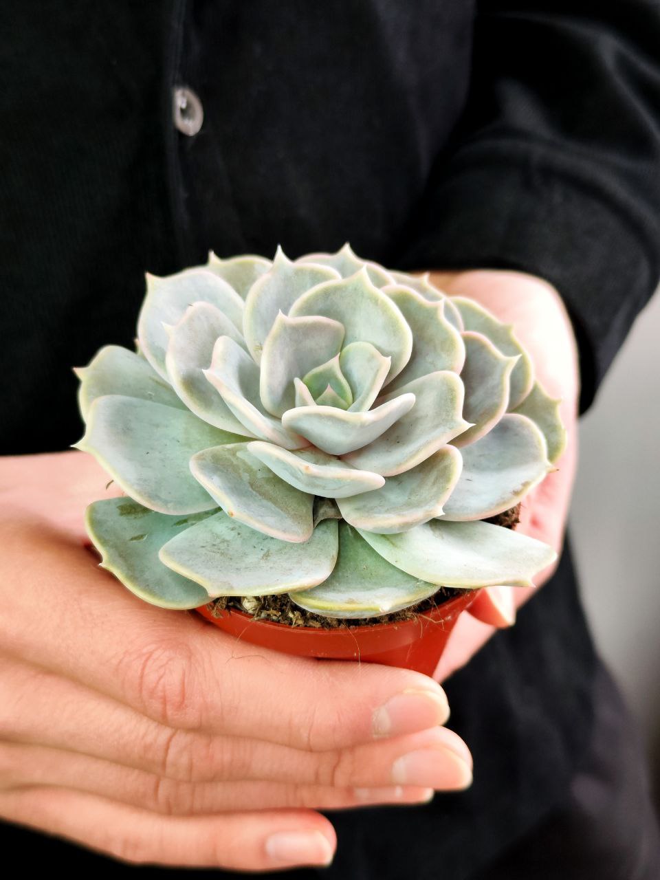 Эхеверия Лиловая, или Эхеверия Лилацина (Echeveria Lilacina) D8см