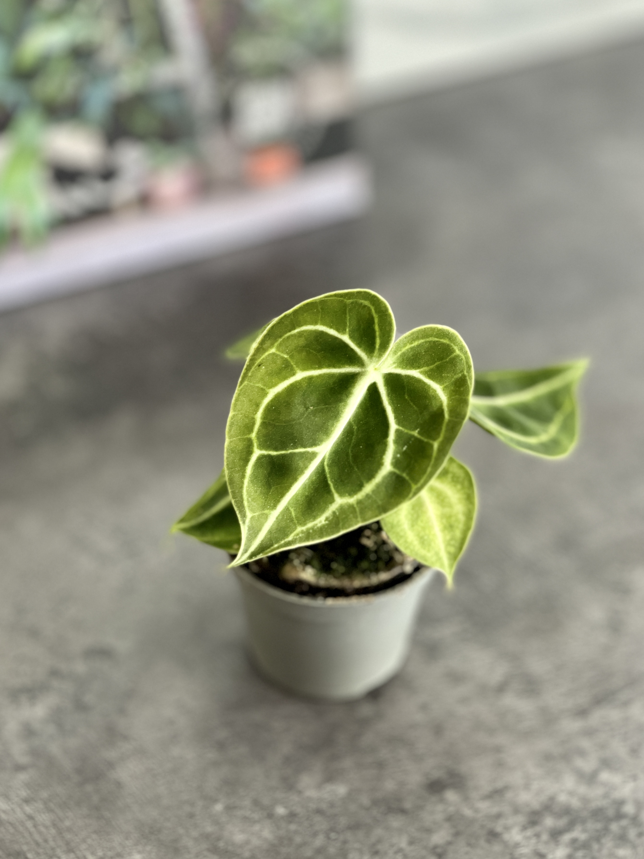 Антуриум Хрустальный, или Кристаллинум (Anthurium Crystallinum) D6см