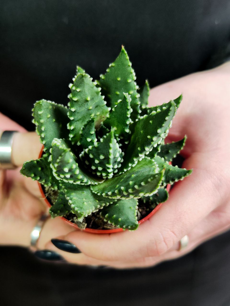 Хавортия Жемчужная (Haworthia Margaritifera) D5см