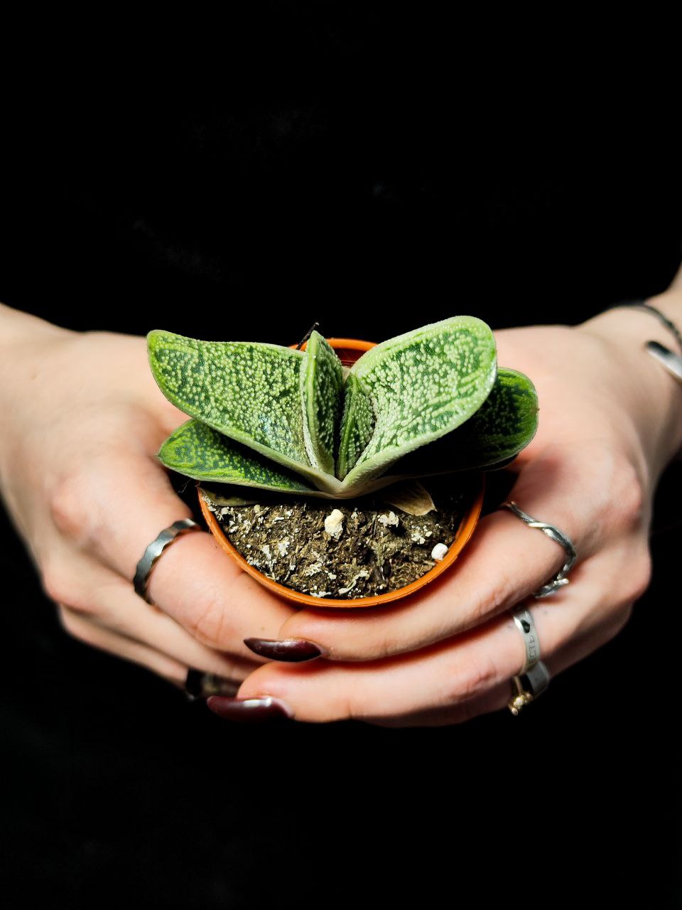 Гастерия Смоки (Gasteria Smokey) D5см
