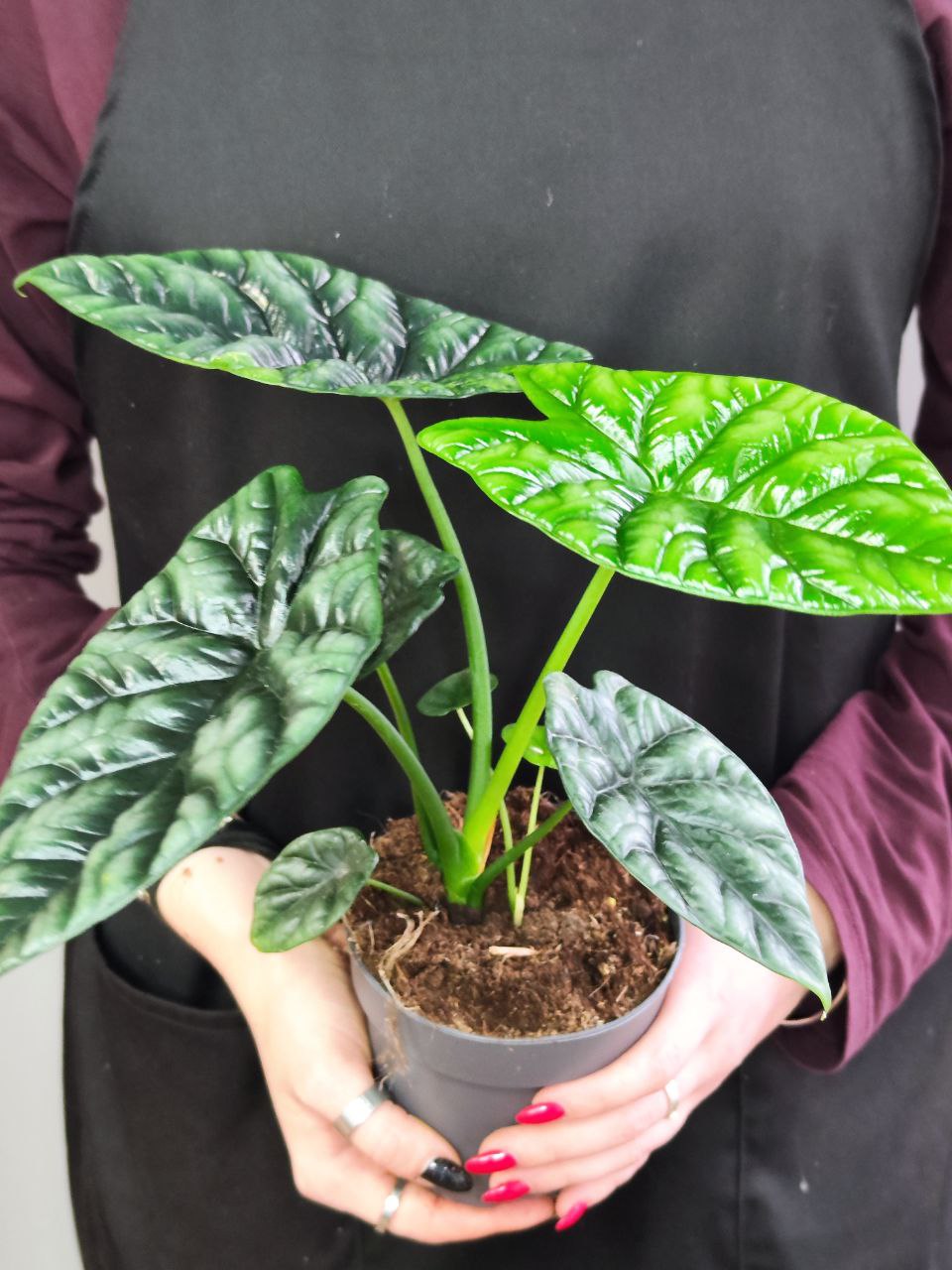 Алоказия Синуата (Alocasia Sinuata) D11см