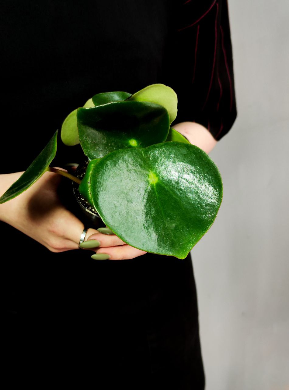Пеперомия Рейндроп (Peperomia Polybotrya Raindrop) D12см