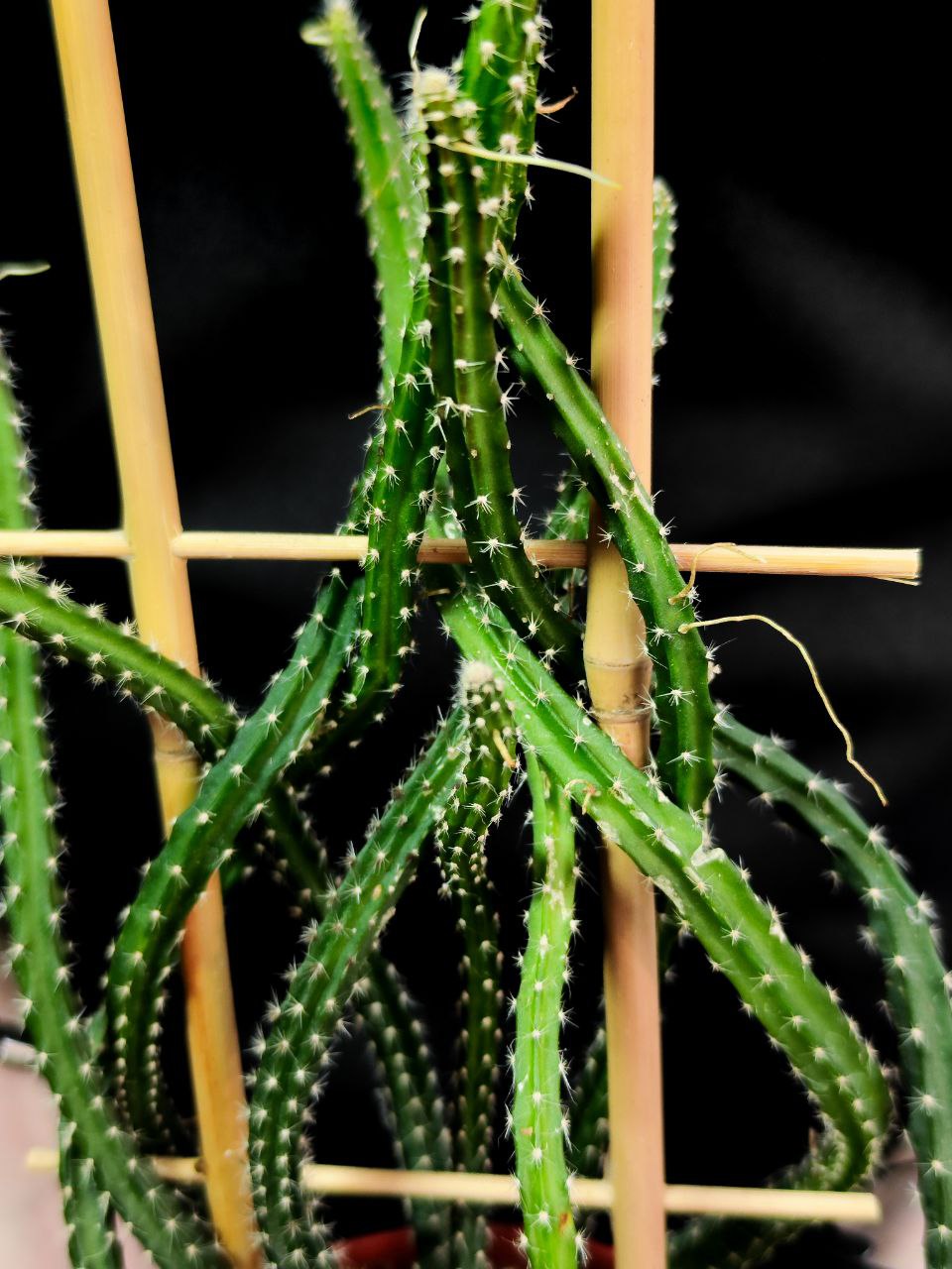 Кактус Селеницереус Крупноцветковый, или Кактус Царица Ночи (Selenicereus Grandiflorus) D12см