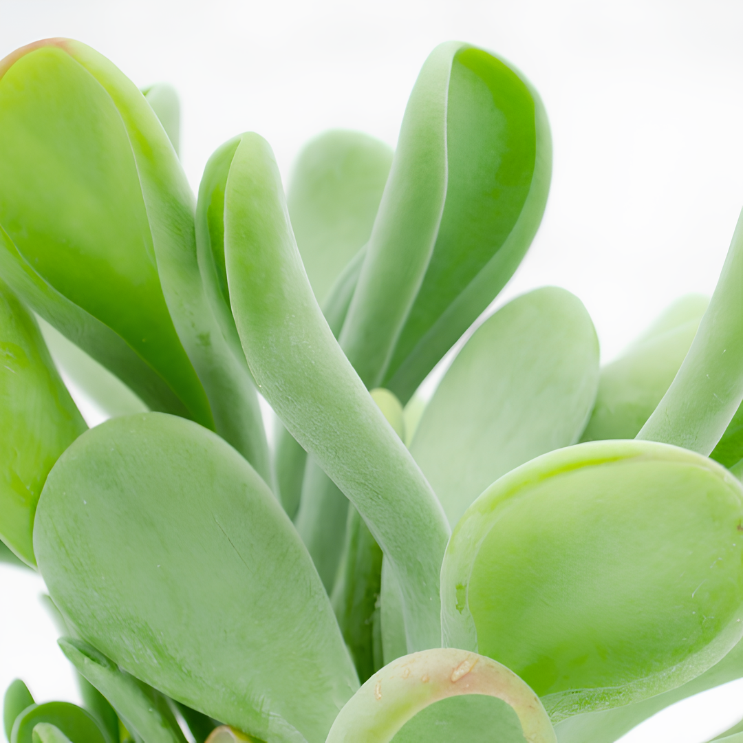 Каланхоэ Орикула Грин (Kalanchoe Oricula Green) D5см