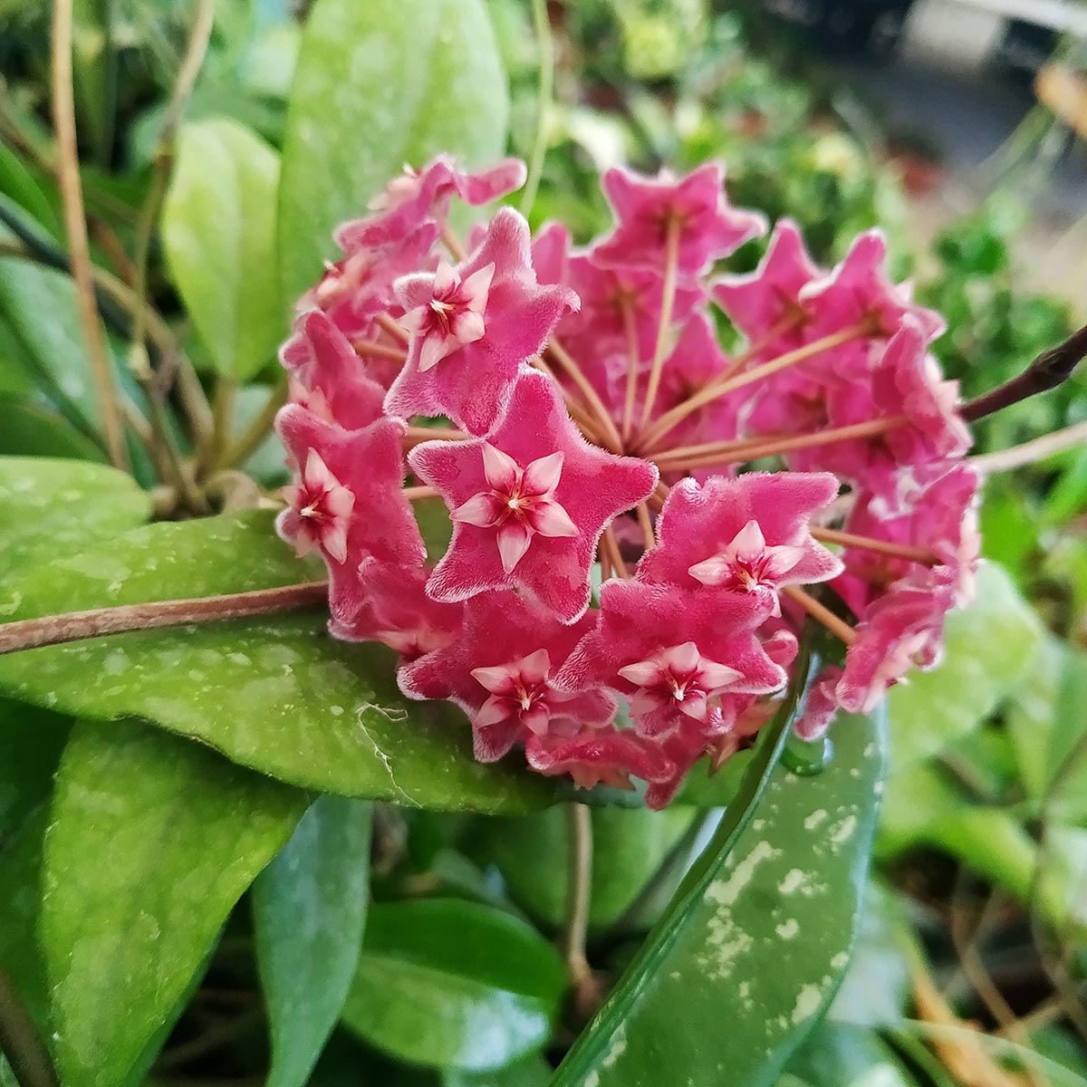 Хойя Сильвер Спот (Hoya Carnosa Pubicalyx Silverspots) D5см