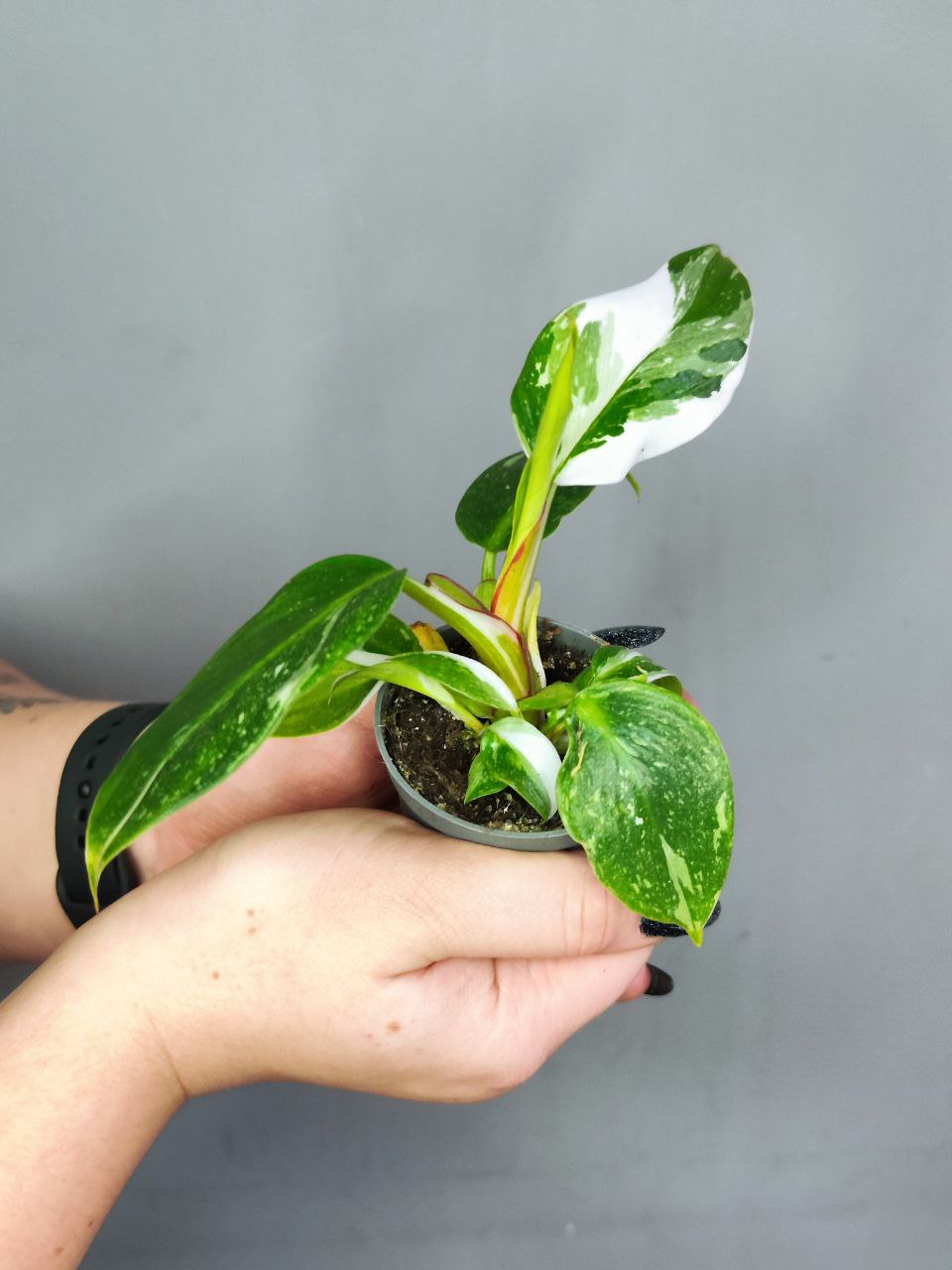 Филодендрон Вайт Принцесс (Philodendron White Princess) D6см