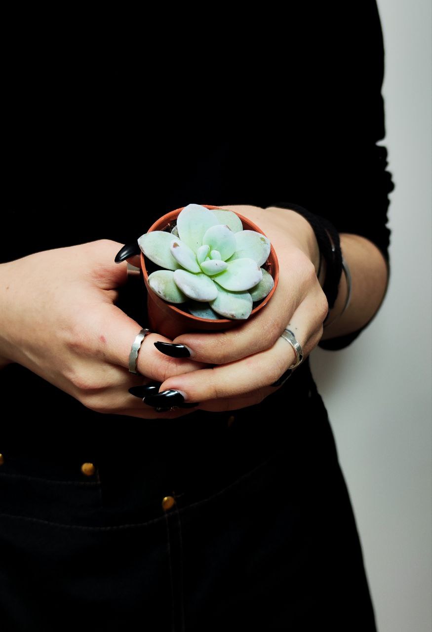 Эхеверия Лау (Echeveria Lauii) D5см