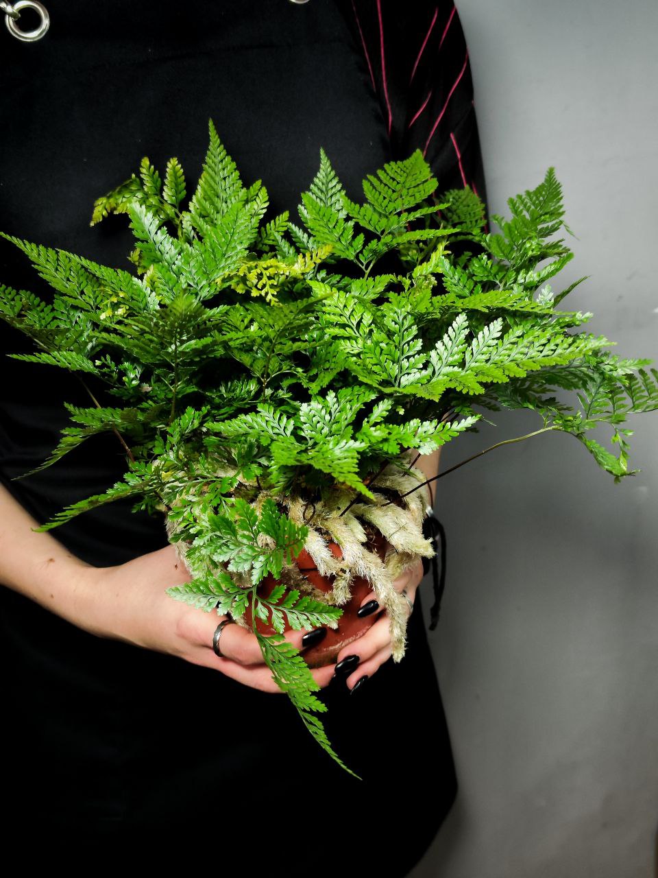 Даваллия Фиджийская (Davallia Fijiensis) D12см