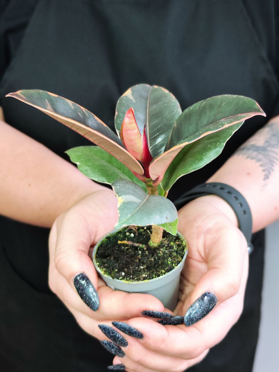 Фикус Эластика Белиз (Ficus Elastica Belize) D6см