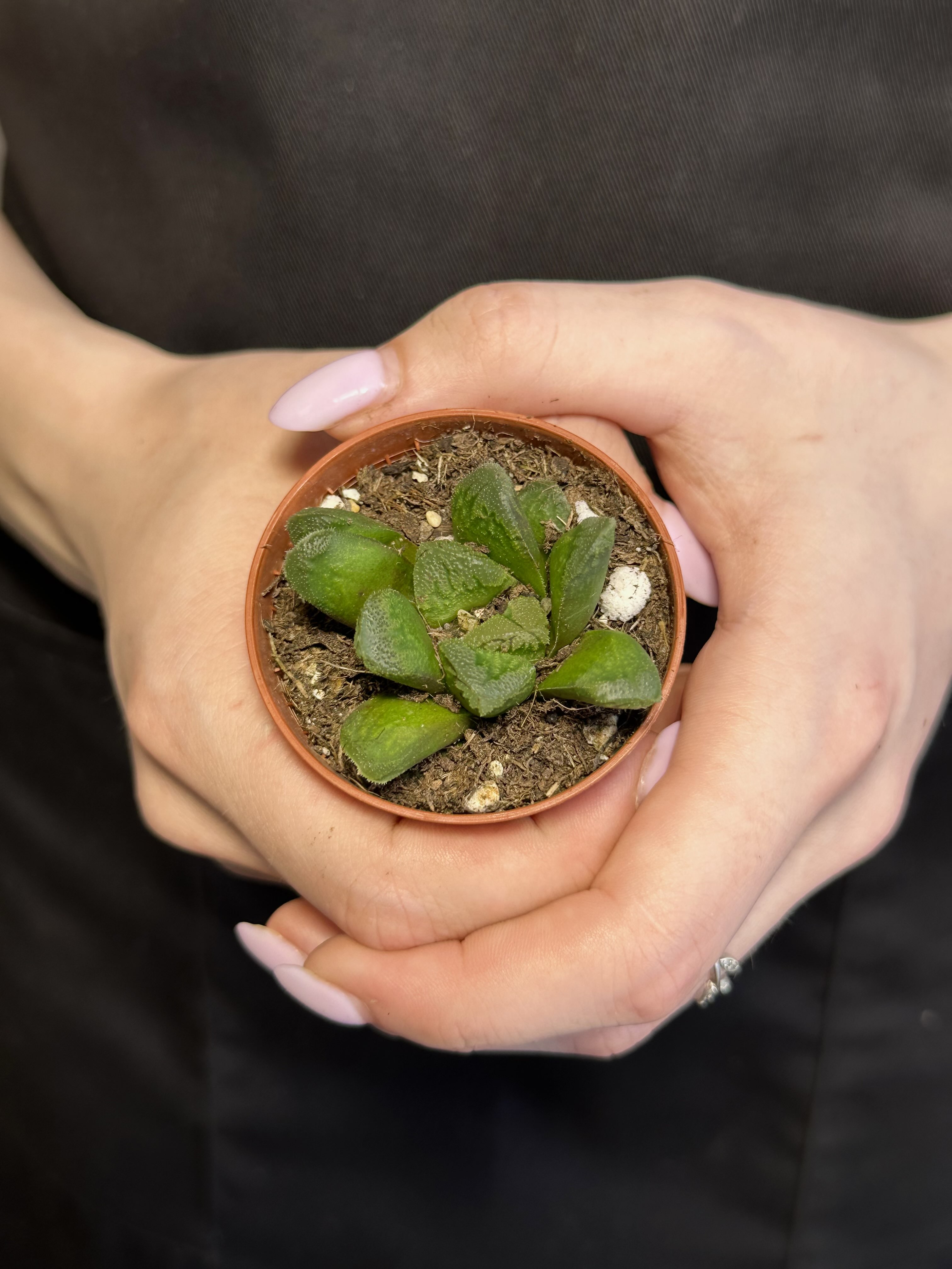 Хавортия Маугани Гибрдный (Haworthia Maughanii X Truncata) D5см