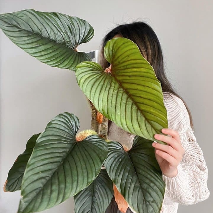 Филодендрон Серпенс (Philodendron Serpens) D10см