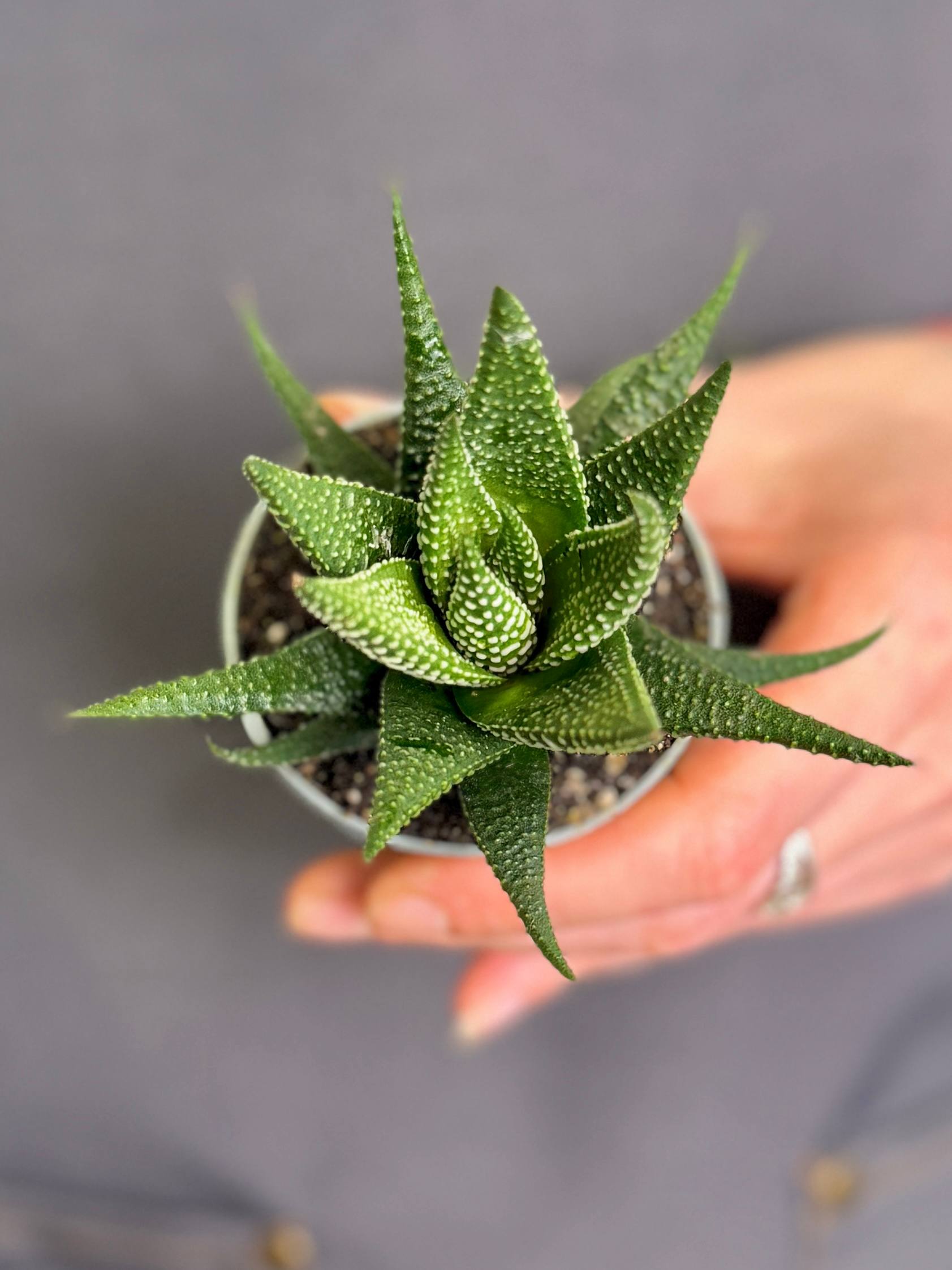 Хавортия Жемчужная Мэджик (Haworthia Margaritifera Magic) D5см