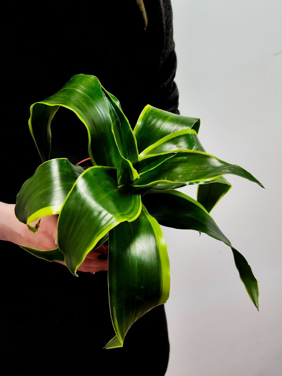 Драцена Дорадо (Dracaena Fragrans Dorado) D12см