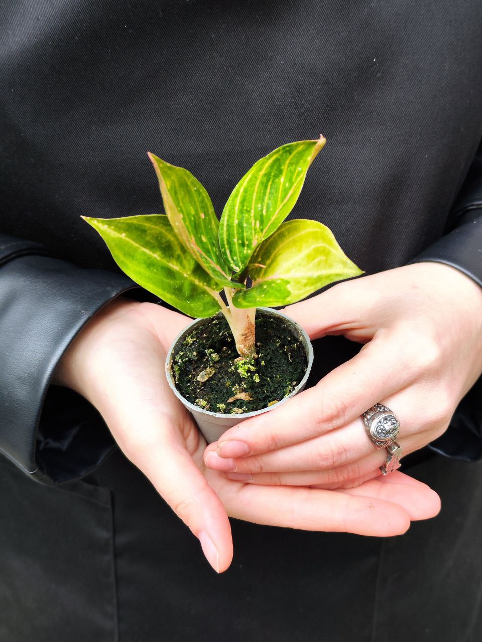 Аглаонема Красный Рубин (Aglaonema Ruby Red) D6см