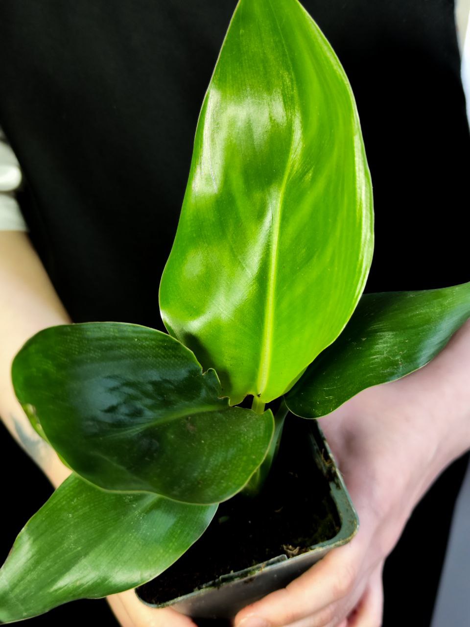 Стрелиция Регина (Strelitzia Reginea) D9см