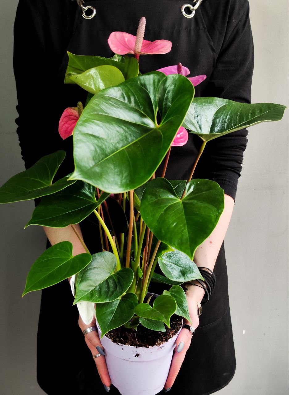 Антуриум Кавалли (Anthurium Cavalli) D14см