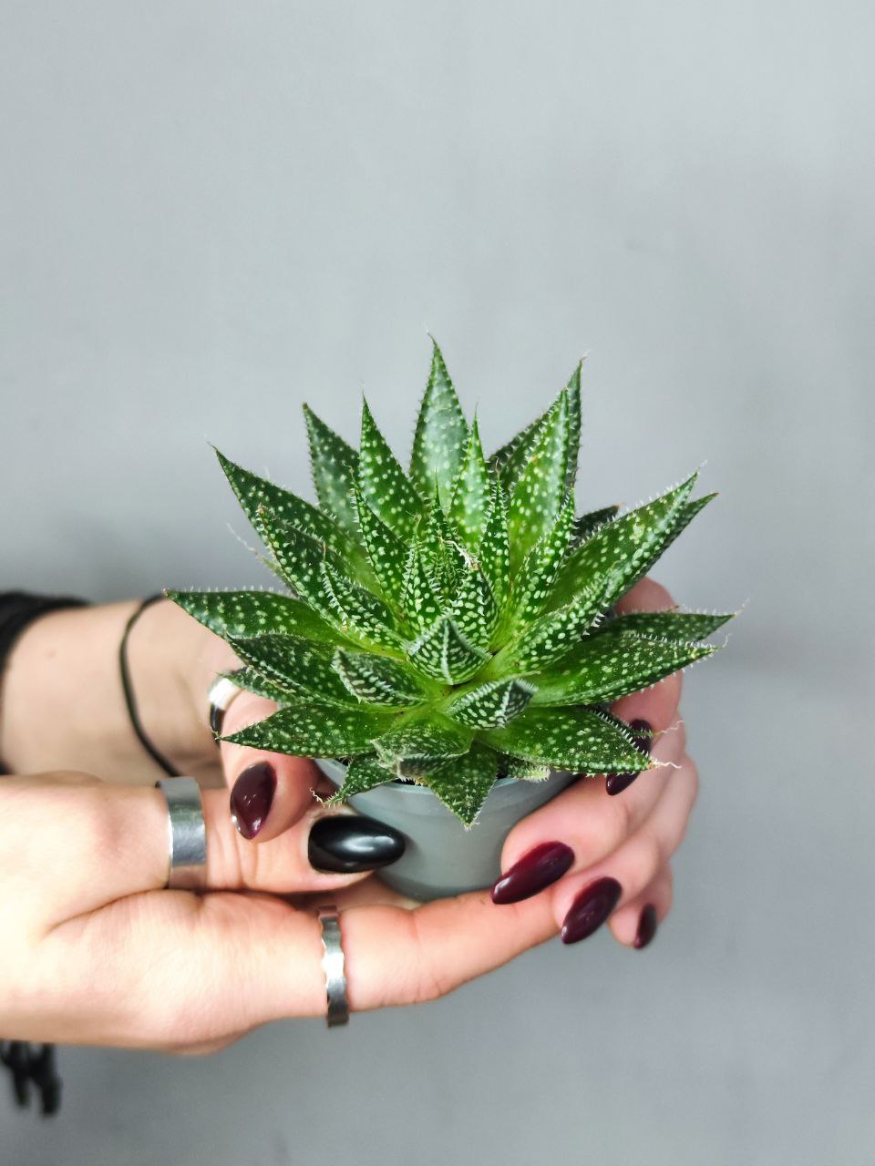 Алоэ Остистое (Aloe Aristata) D5см