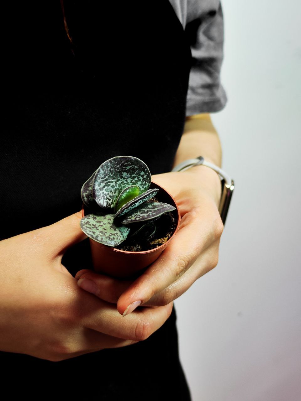 Адромискус Макулатус (Adromischus Maculatus) D5см
