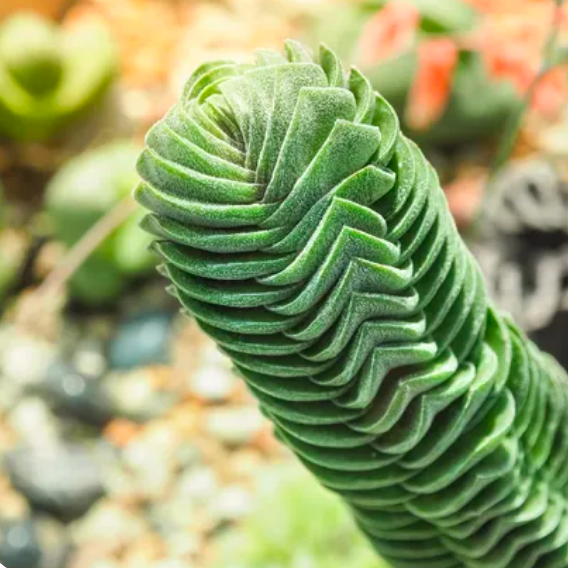 Крассула Пирамидалис (Crassula Pyramidalis) D5см