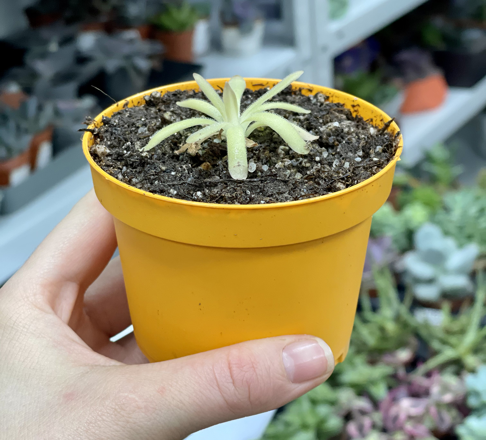 Жирянка gracilis x moctezumae D9см