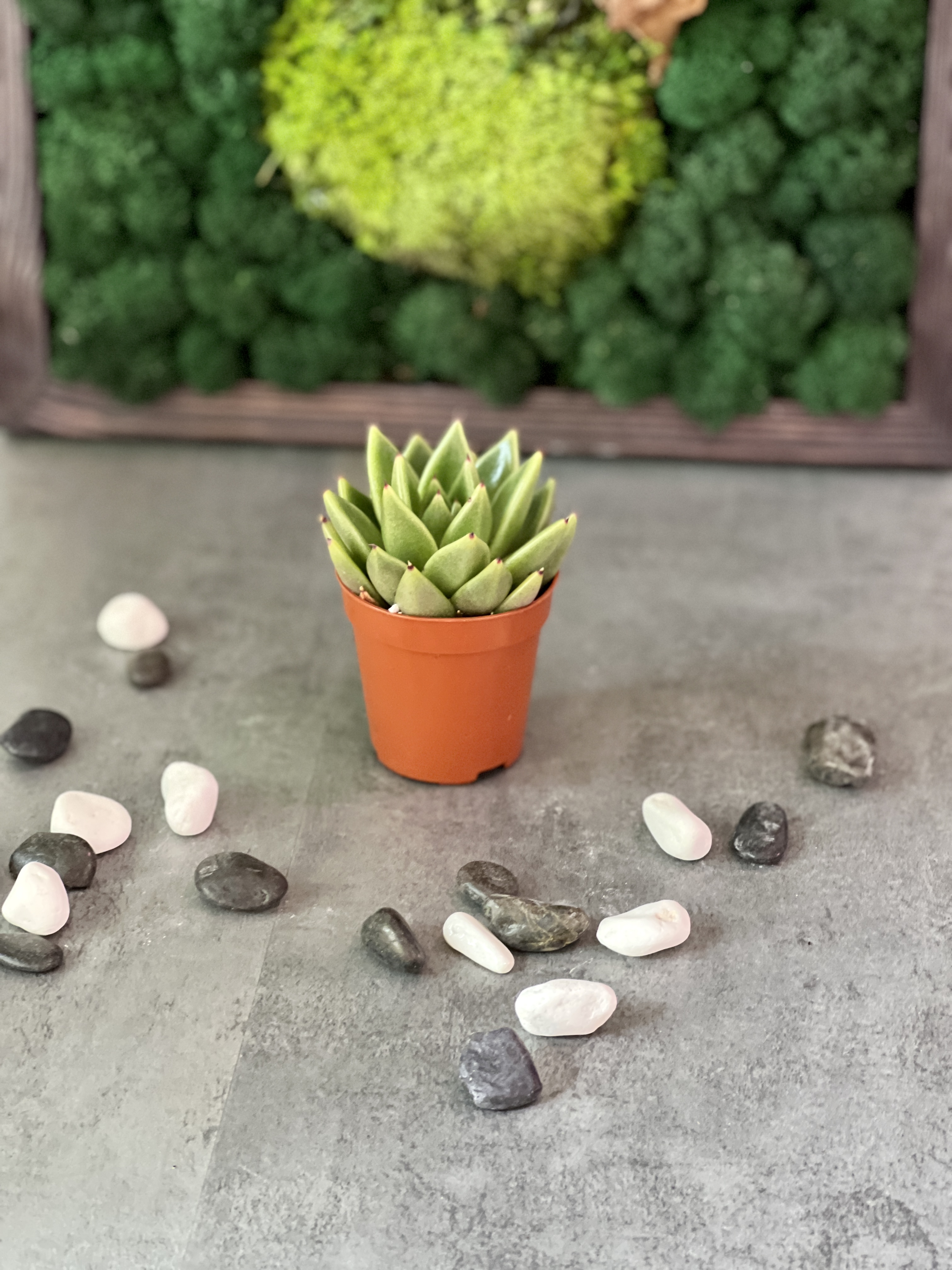 Эхеверия Агавовидная (Echeveria Agavoides) D5см