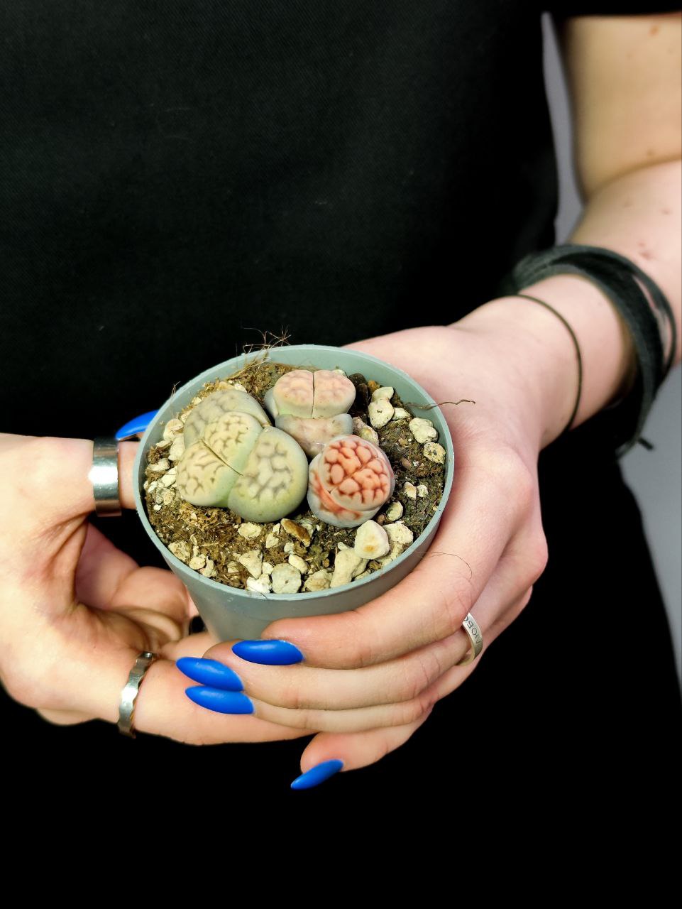 Литопсы Микс (Lithops Mix) D6,5см