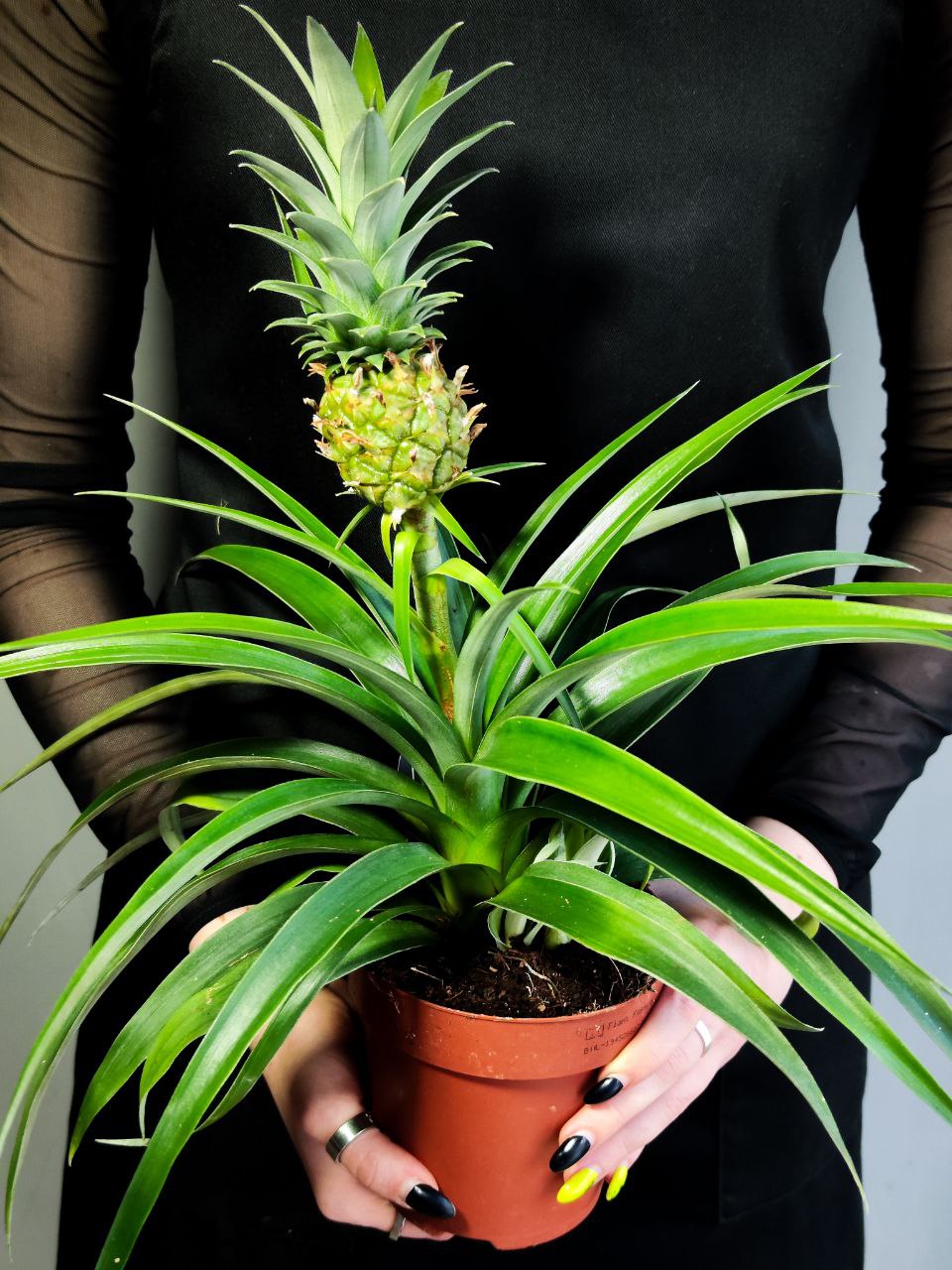 Ананас Корона (Ananas Corona) D12см