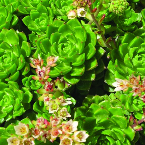 Эхеверия Аффинис Грин (Echeveria Affinis Green) D5см