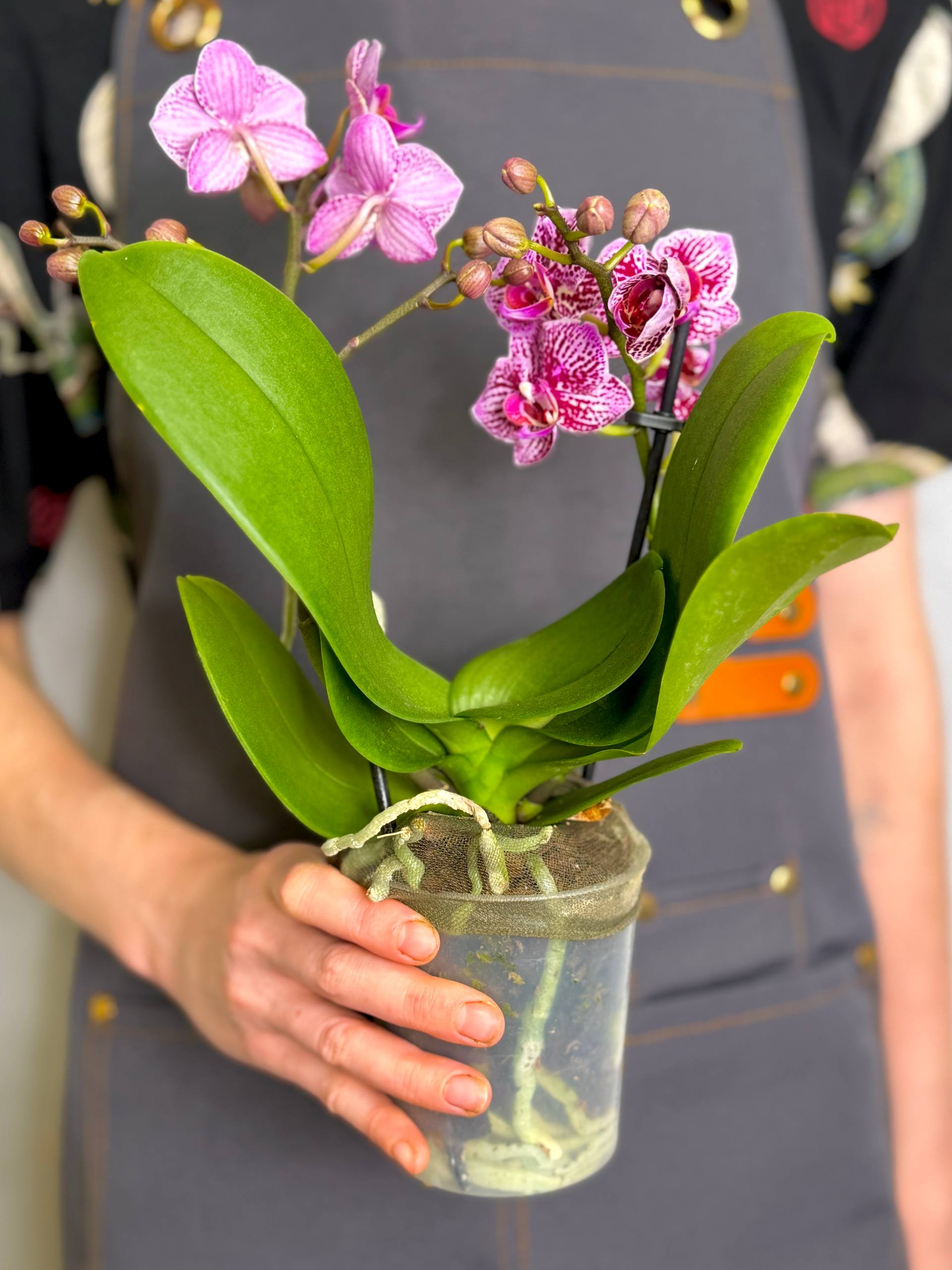 Орхидея Фаленопсис Ягуар (Phalaenopsis Jaguar) D9см