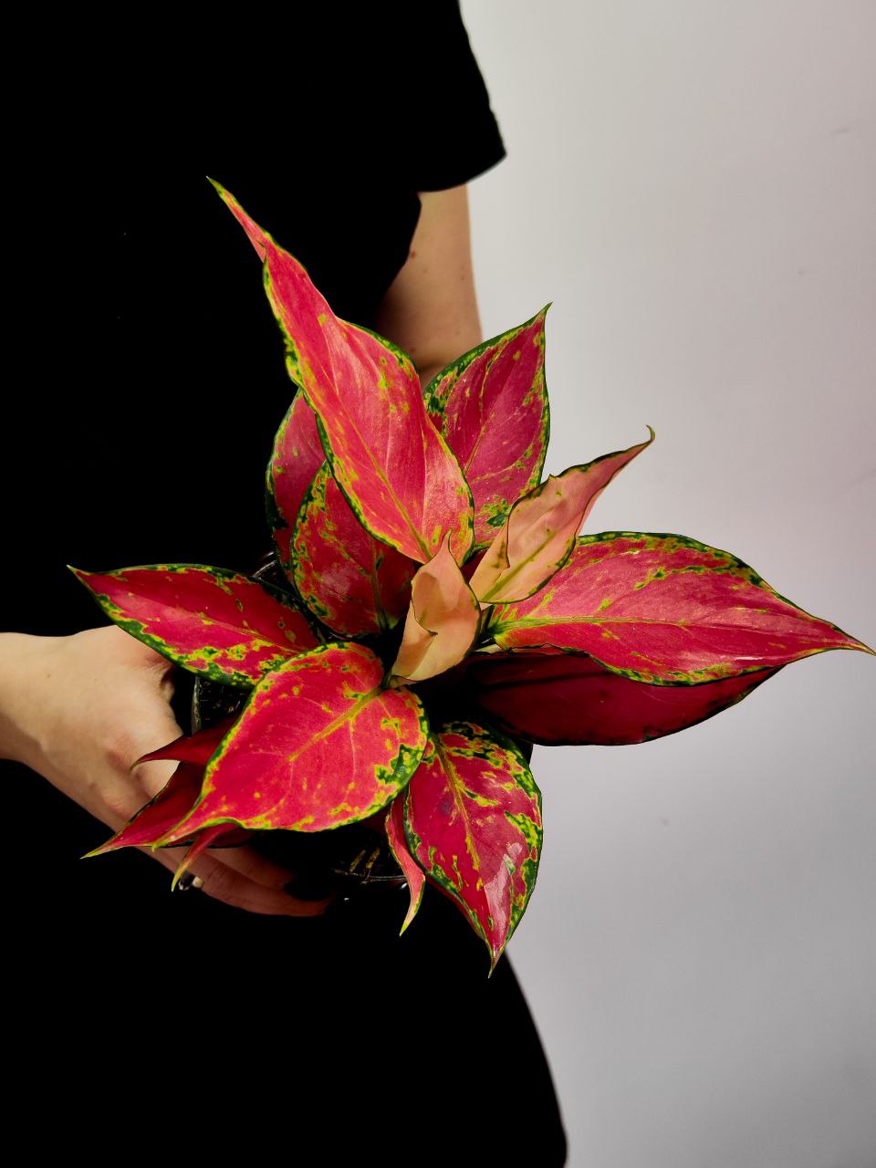 Аглаонема Черри Бэби (Aglaonema Cherry Baby) D12см
