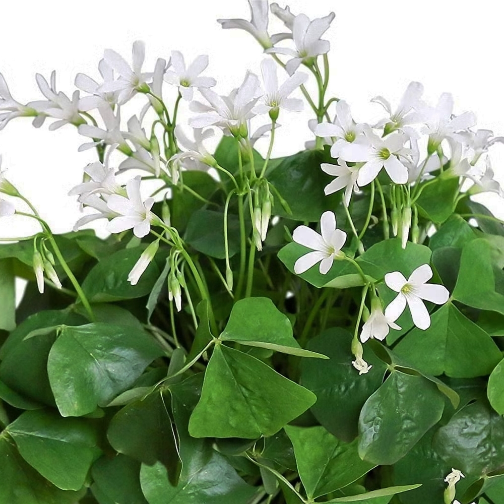 Кислица Треугольная Зеленая (Oxalis Triangularis Green) D10см