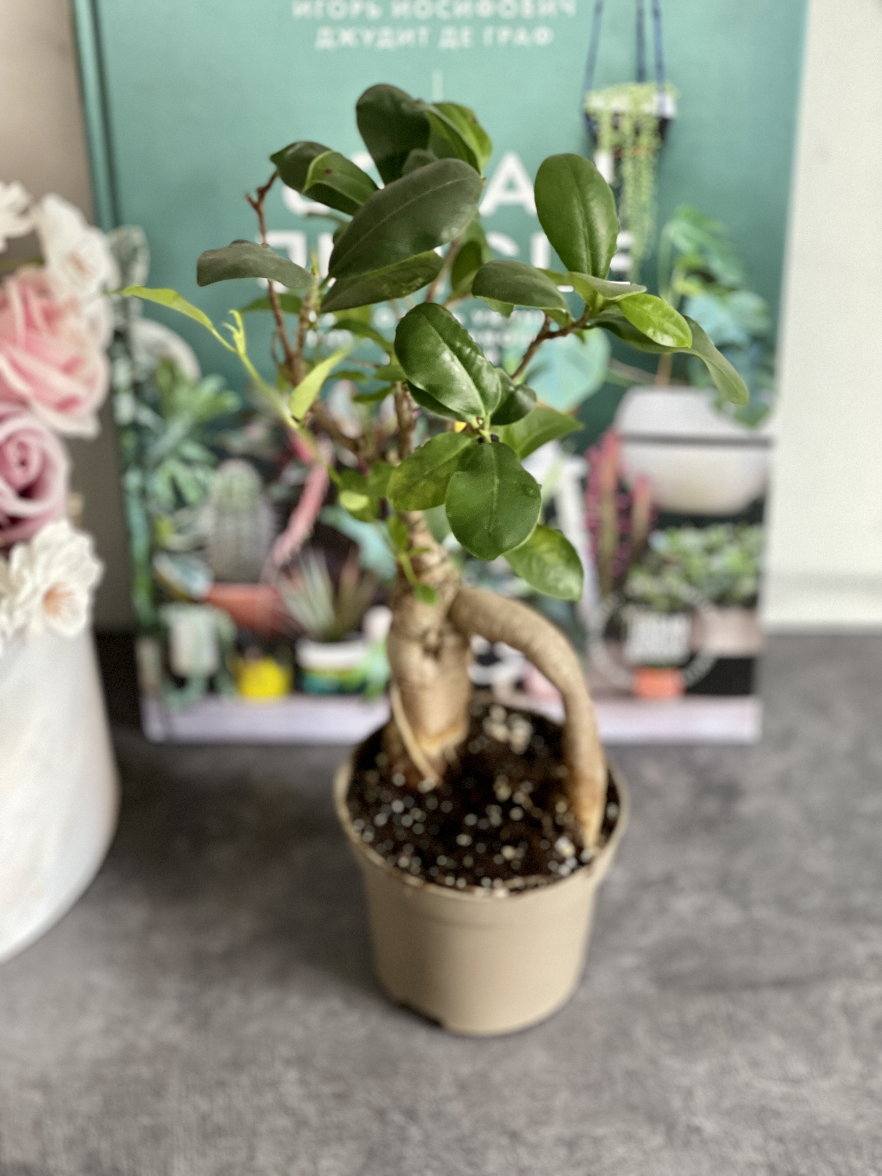 Бонсай Фикус Микрокарпа (Ficus Microcarpa) D9см УЦЕНКА